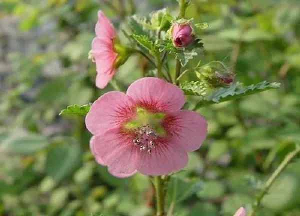 植物生根|木槿花扦插多久生根成活 如何扦插成活率高