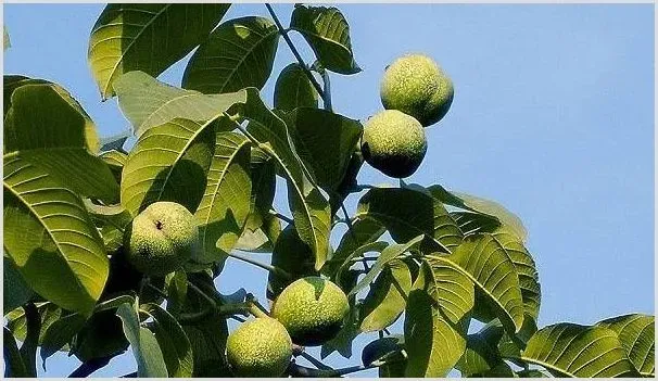 夏季核桃接芽的技巧有哪些?做好这五点即可 | 种植资料