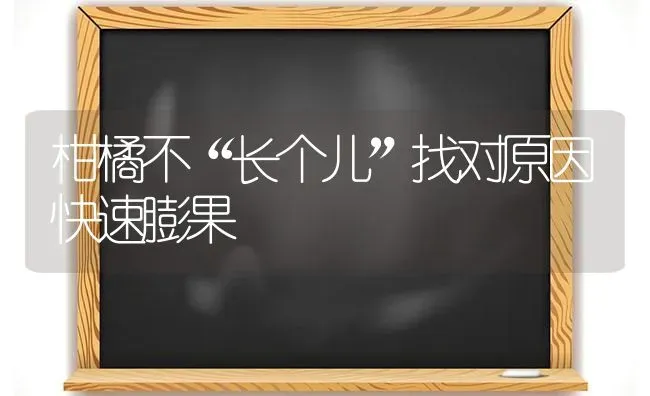 柑橘不“长个儿”找对原因快速膨果 | 瓜果种植