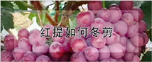 红提如何冬剪 | 养殖技术