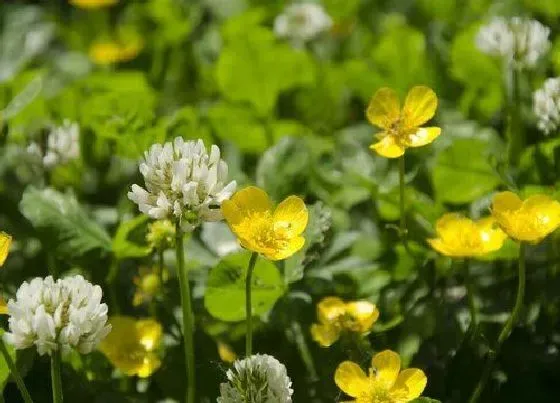 植物百科|三叶草开花吗 开花是什么颜色