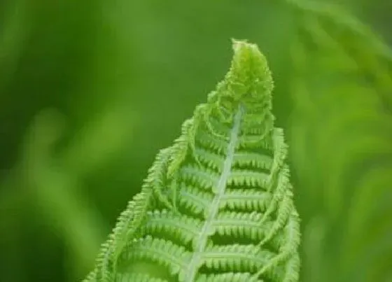 植物百科|蕨类属于什么植物类型