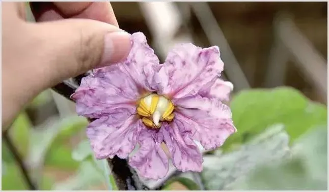 如何防治茄子紫花病？ | 植物病害