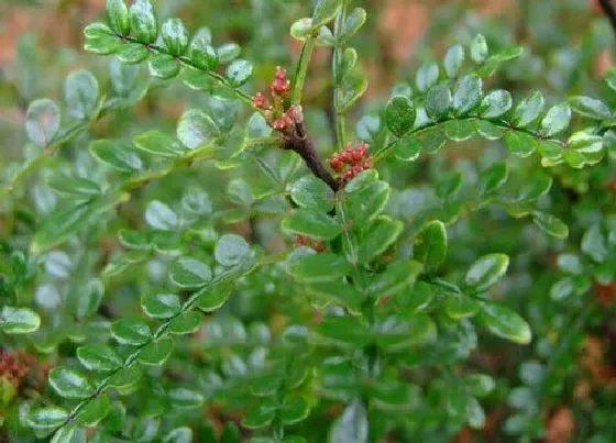 植物香味|清香木有香味吗