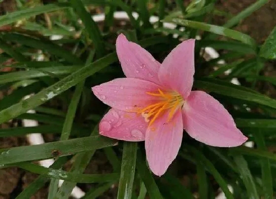 不开花|风雨兰只长叶子不开花怎么回事 不开花原因及解决方法