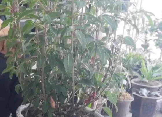 植物修剪|灯笼花什么时候剪枝合适