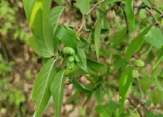 植物百科|羊奶奶树又叫什么树