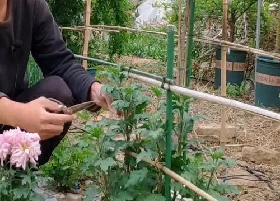 植物修剪|木菊花什么时候剪枝最好 几月份修剪不影响开花
