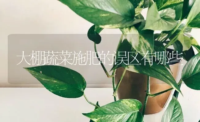 大棚蔬菜施肥的误区有哪些 | 蔬菜种植