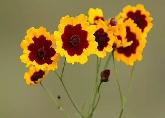 花期|蛇目菊花期是什么时候