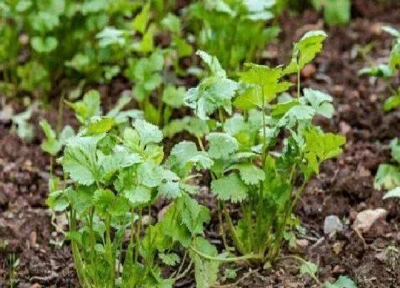 植物育苗|香菜几天发芽出苗 怎样种植香菜出苗快又好