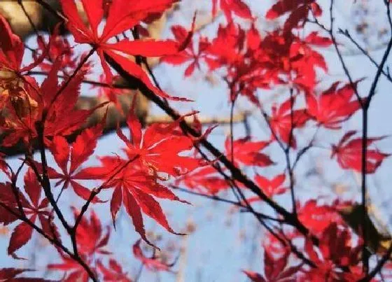风水百科|家里种红枫吉利吗 红枫种家里风水好吗