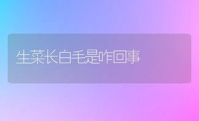 生菜长白毛是咋回事 | 蔬菜种植