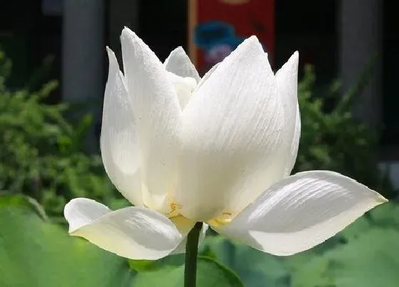 绿植|大缸适合种什么植物