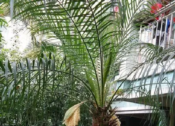 植物种类|软叶刺葵是裸子植物吗