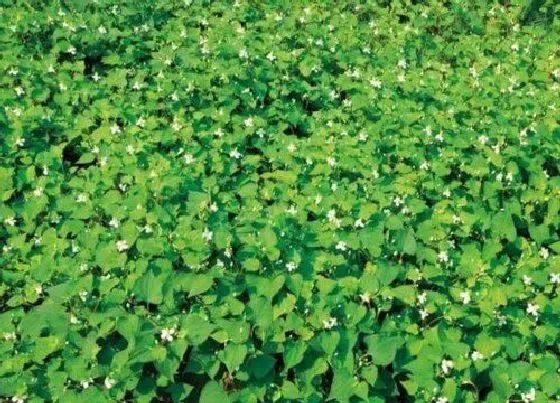 植物百科|鱼腥草在农村叫什么名字
