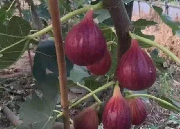 养殖方法|无花果树怎么养才长得好 无花果树的栽培与管理