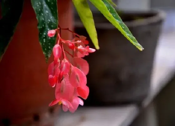 植物种类|最耐寒的海棠品种是什么 哪种海棠树耐寒能力强