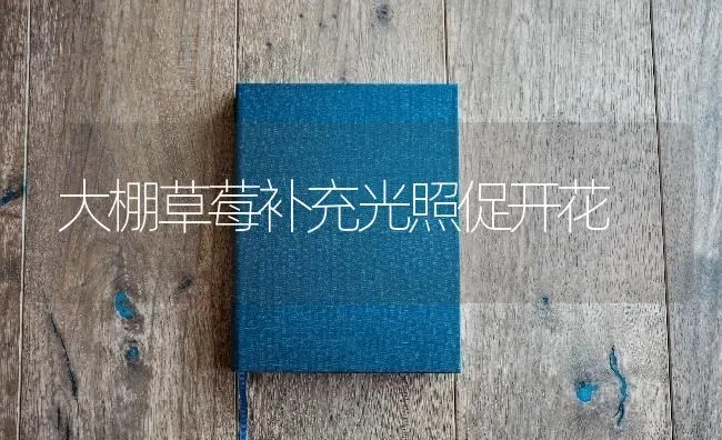大棚草莓补充光照促开花 | 瓜果种植