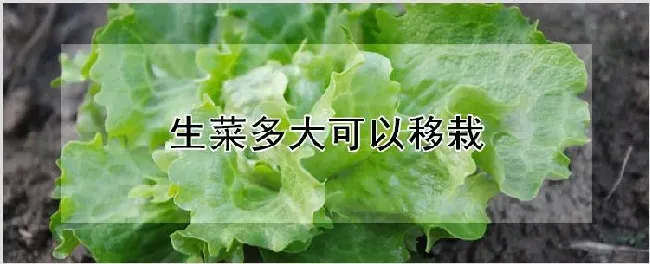 生菜多大可以移栽 | 耕种资料