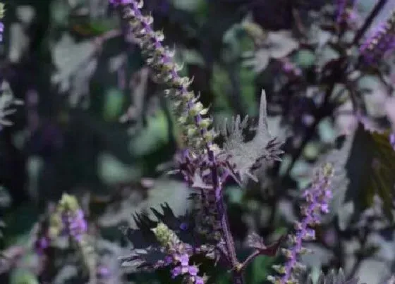 植物百科|紫苏会开花吗 开的花是什么样子的