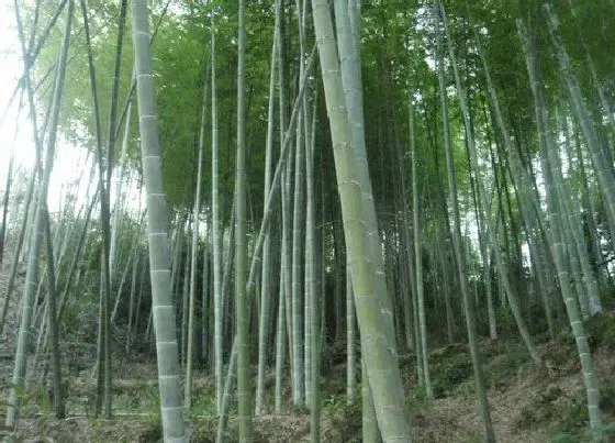 种植管理|毛竹的生长周期是多长时间