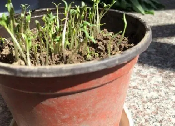 植物育苗|香菜几天发芽出苗 怎样种植香菜出苗快又好