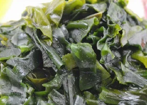 食用须知|裙带菜变黄了还能吃吗 放时间长了可以吃吗