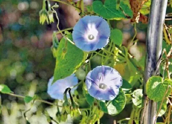 庭院摆放|庭院种牵牛花好吗