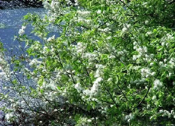 开花时间|杨树什么时候开花 一般几月份开花