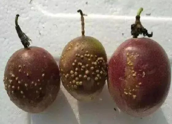 植物虫害|百香果病虫害防治技术与方法措施