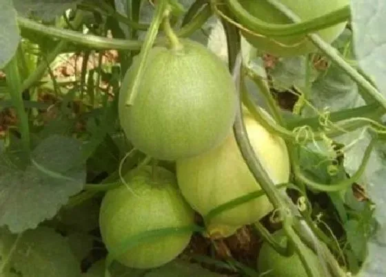 植物施肥|甜瓜什么时候追肥合适 高产追肥方法