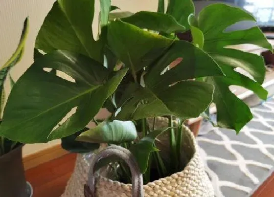 开花时间|龟背竹多久开花 养多长时间开花
