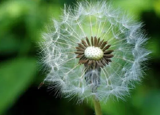 植物种类|蒲公英是草吗