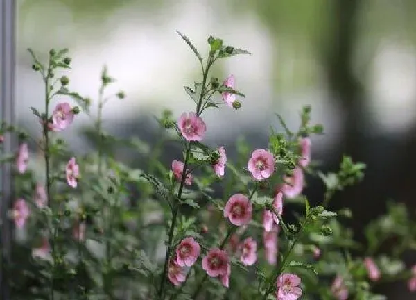 植物生根|木槿花扦插多久生根成活 如何扦插成活率高