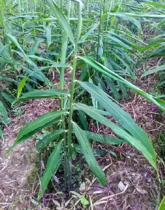 植物施肥|生姜喷施磷酸二氢钾的作用，什么时候使用磷酸二氢钾最佳）