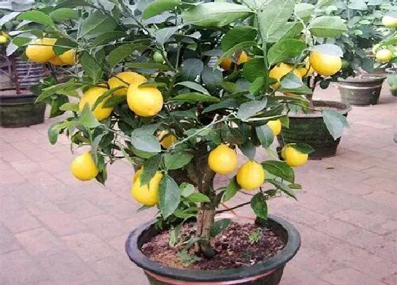 果实成熟|柠檬采摘时间和收获季节