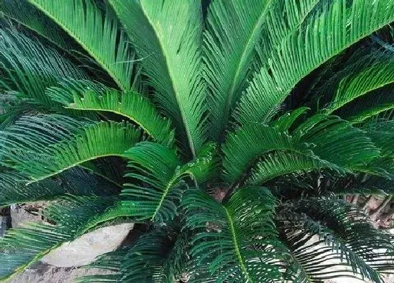 种植土壤|铁树配土方法与种植土壤