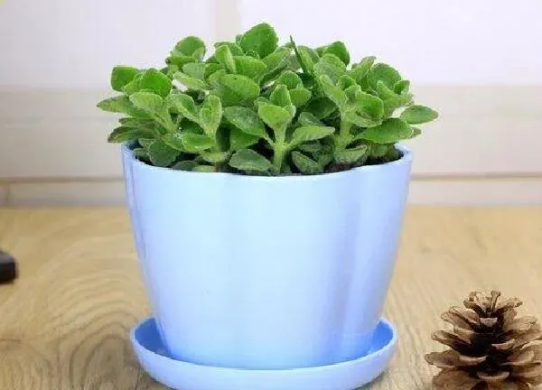 植物扦插|碰碰香可以扦插吗