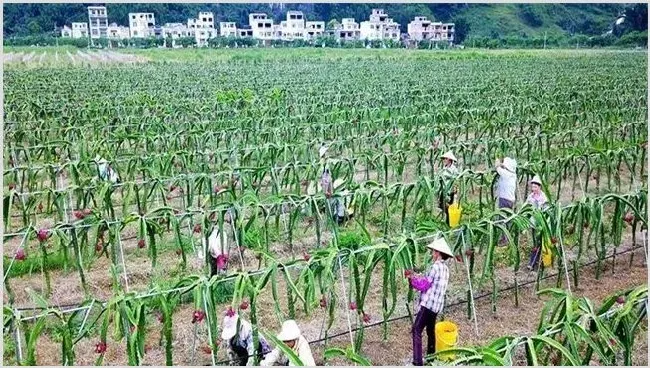 火龙果的施肥方法 | 种植资料