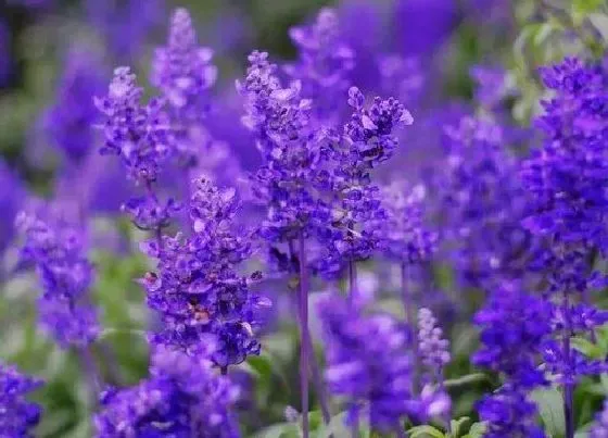 花语|薰衣草花语及代表意义
