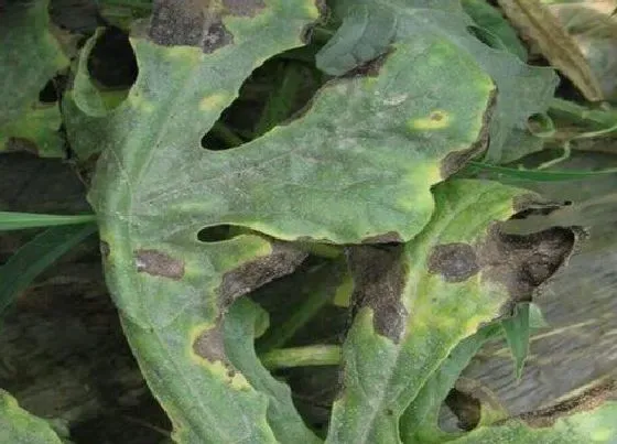 植物虫害|莲藕病虫害防治方法与技术措施