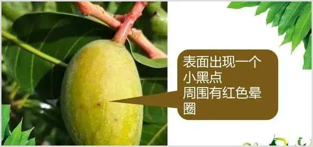 芒果黑心病发病规律症状及防治方法 | 植物病害