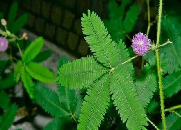 养殖科普|含羞草喜欢太阳吗