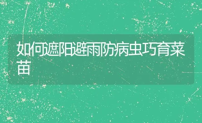 如何遮阳避雨防病虫巧育菜苗 | 蔬菜种植