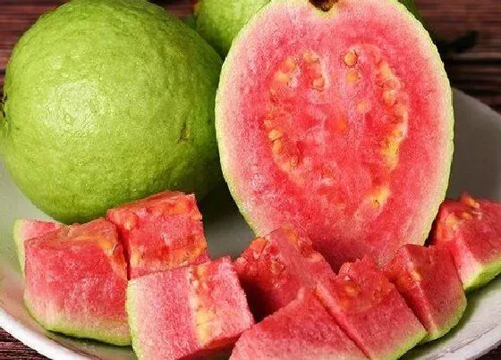 果实成熟|芭乐果怎么看熟没熟