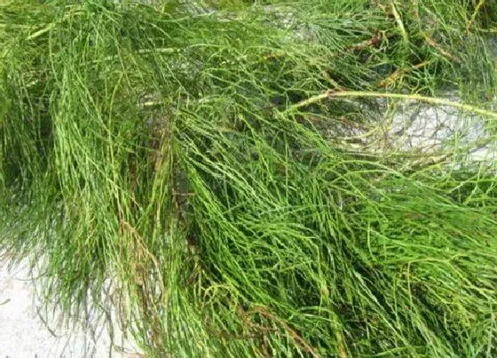 植物百科|舒筋草和伸筋草的区别图片