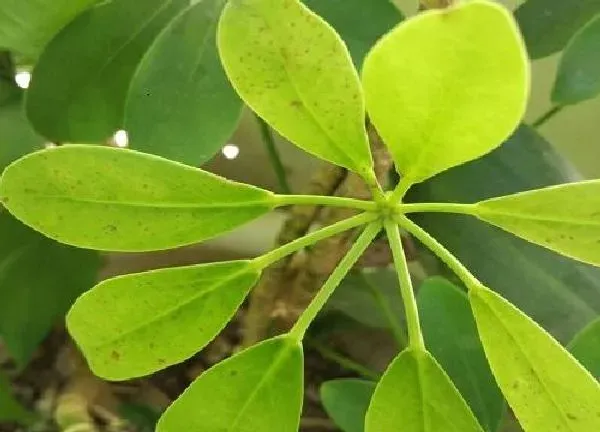 植物浇水|鸭掌木怎么浇水方法