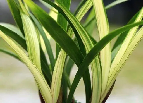 植物价格|建兰多少钱一盆