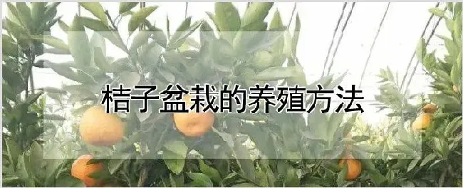 桔子盆栽的养殖方法 | 种植资料